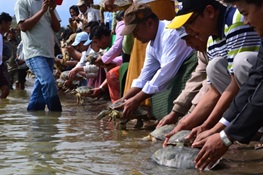 April 10 - World’s Second Most Endangered Turtle on Road to Recovery